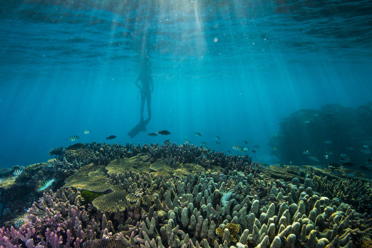 Underwater Reefscapes