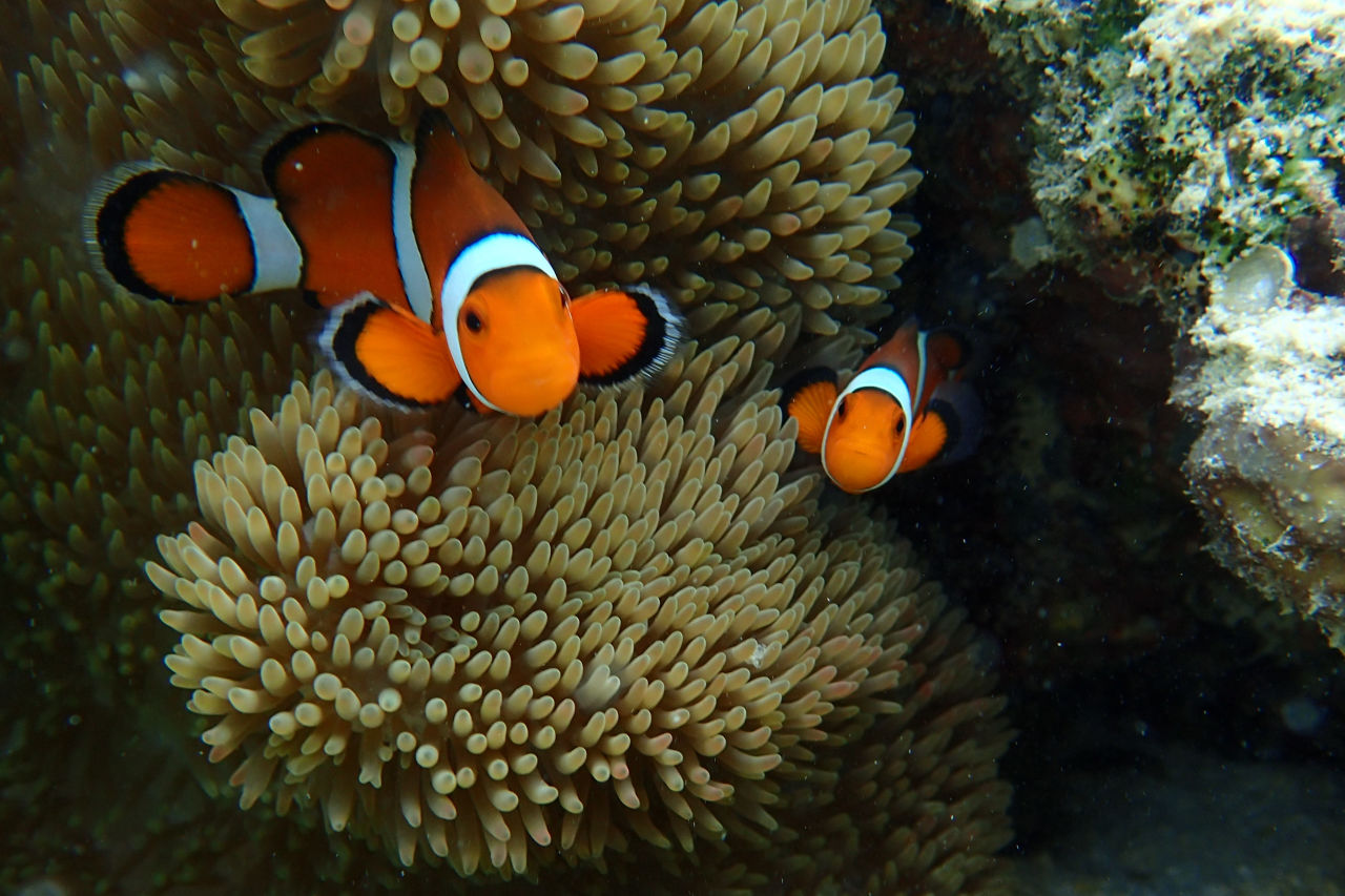 Ocellaris clownfish are recognisable by their orange body and white stripes.