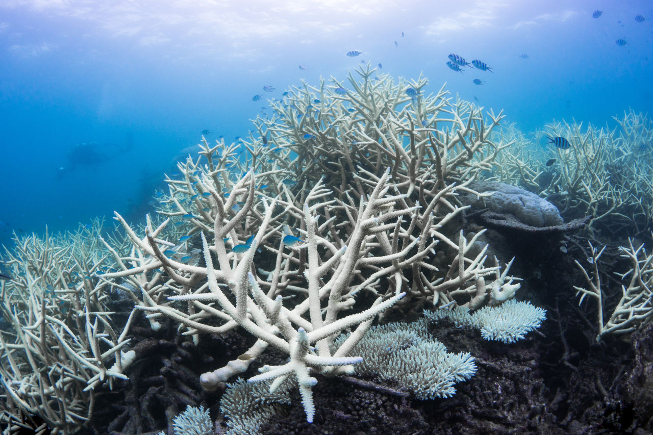 Bleached corals on the Great Barrier Reef in 2017. Credit: The Ocean Agency, Ocean Image Bank