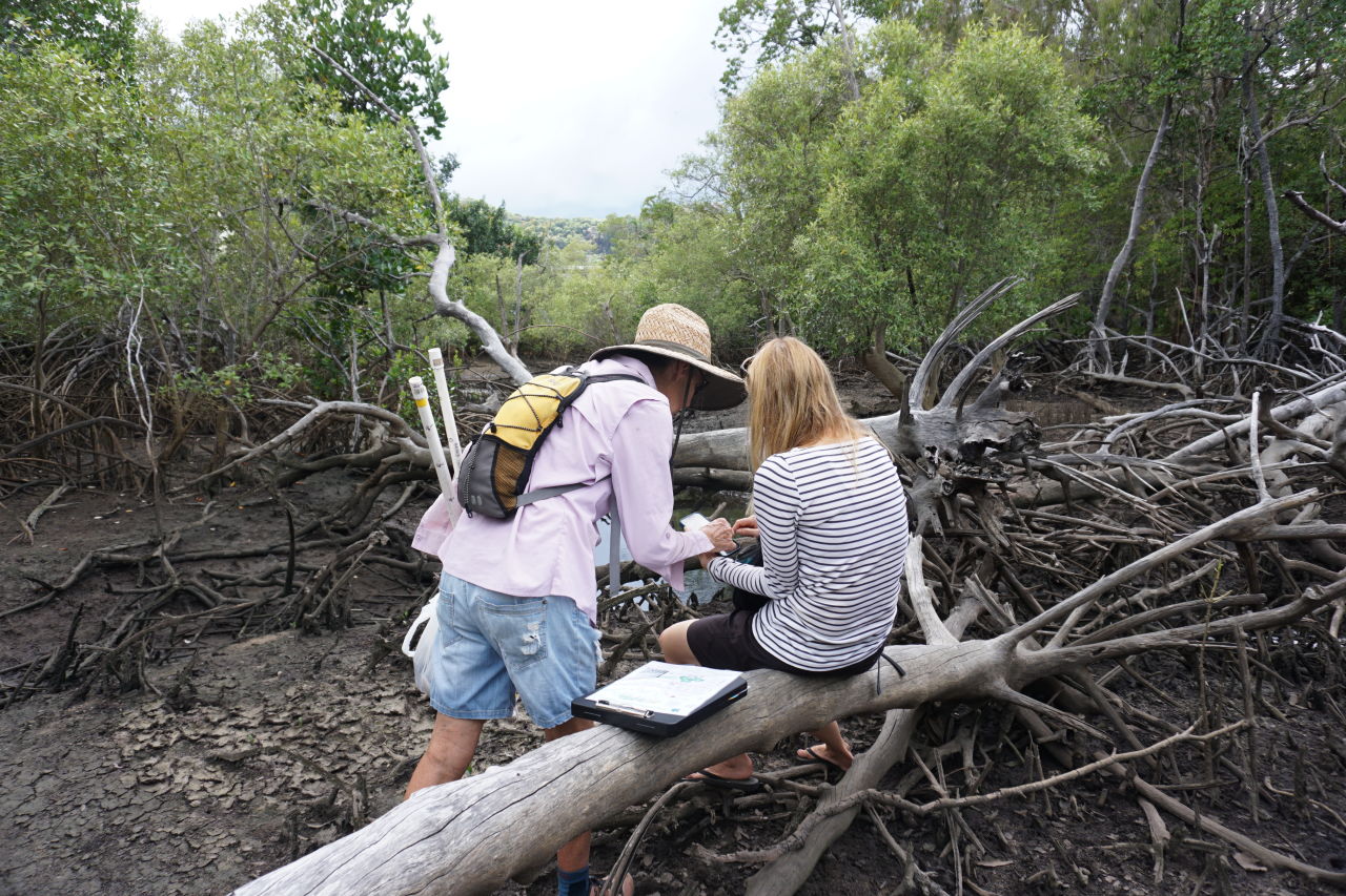 Two 'Maggie Mangroover' volunteers surveying mangroves on Magnetic Island.