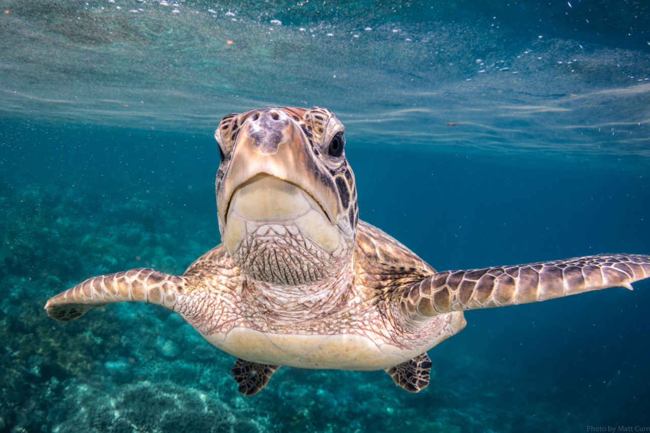 Green turtle on the Great Barrier Reef. Matt Curnock 