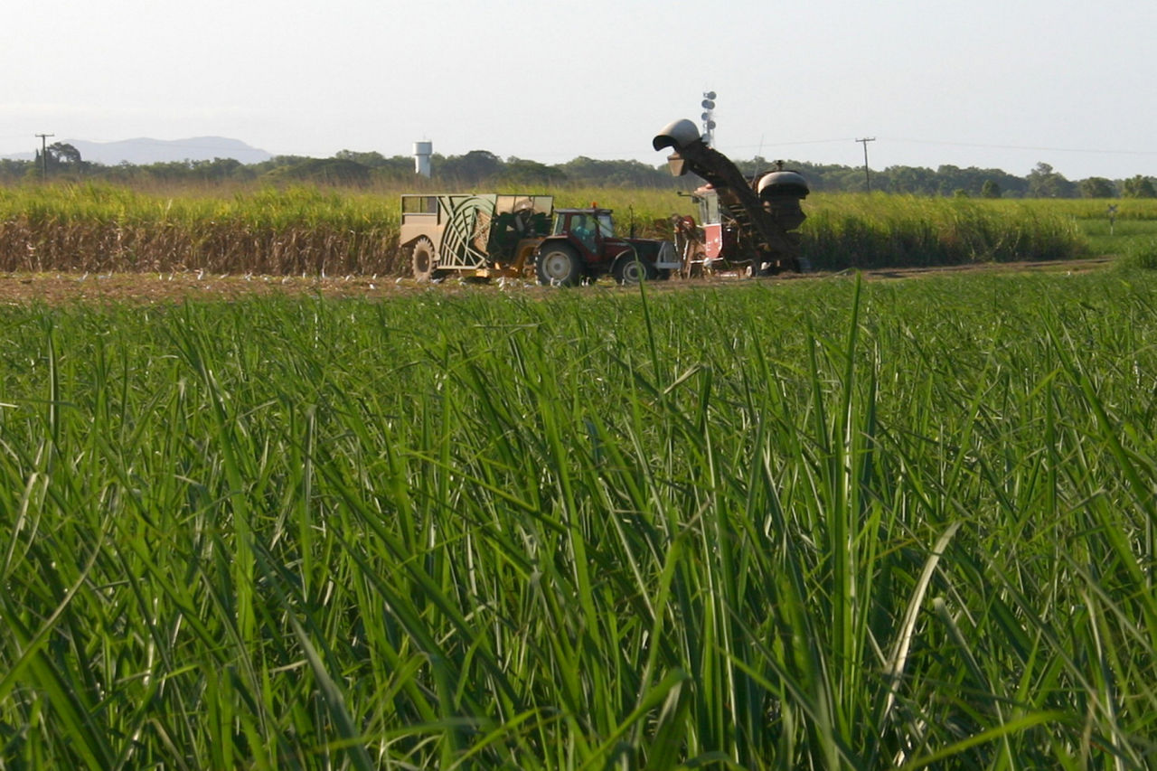 Harvesting cane in the Herbert. Credit: HCPSL