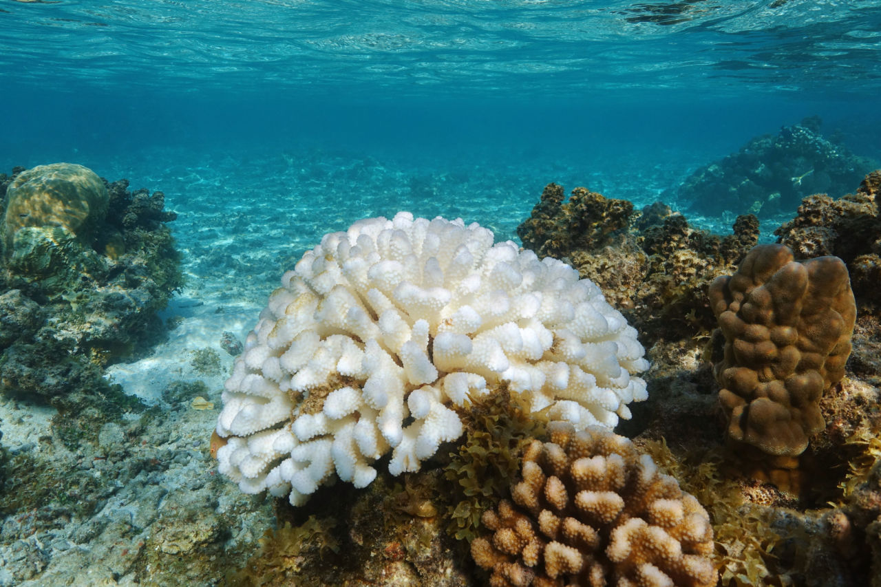 Coral bleaching occurs when water temperatures rise.