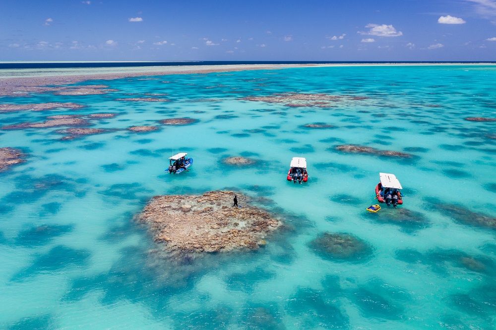 Coral IVF trial. Credit Southern Cross University