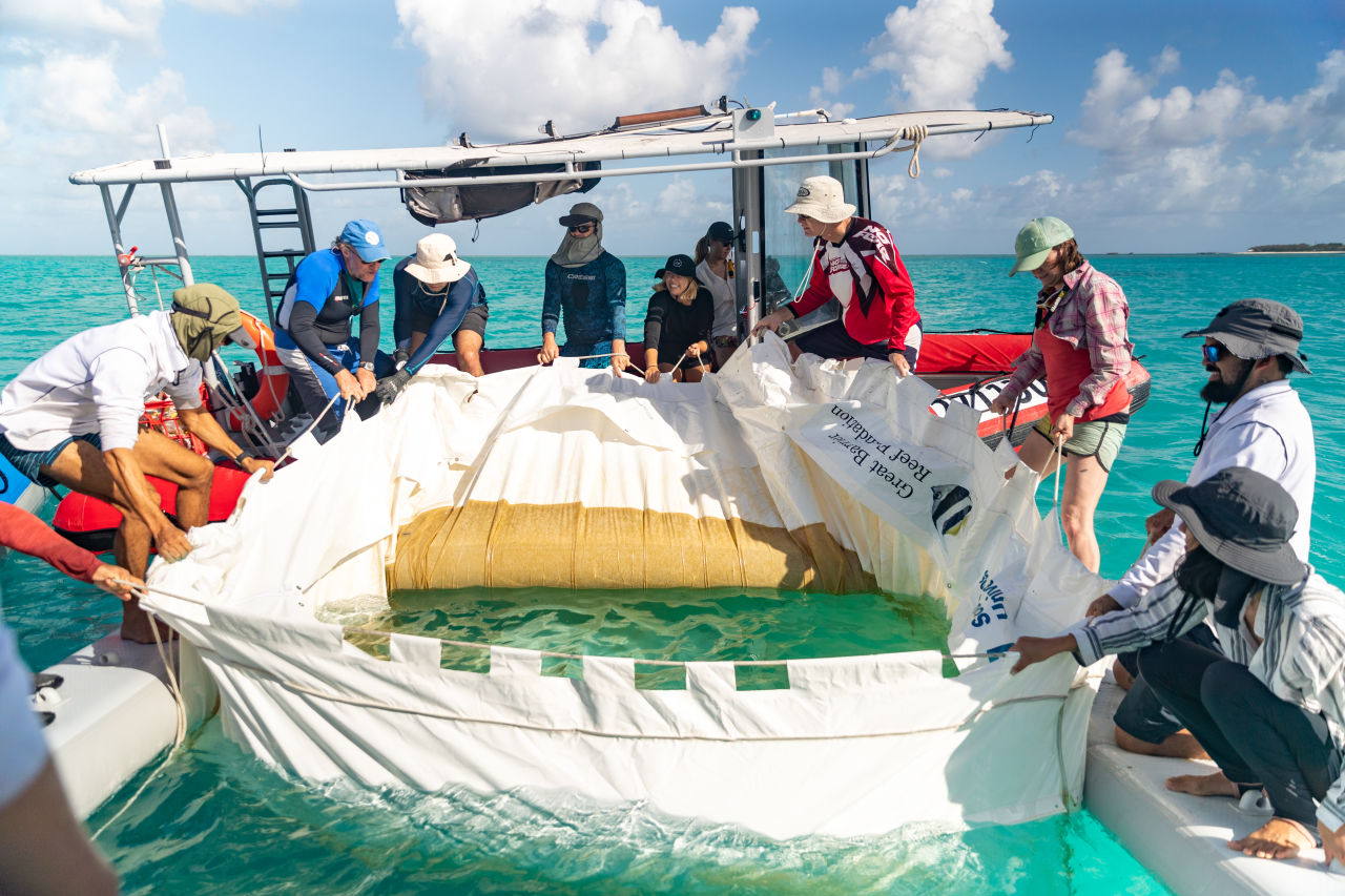 Researchers growing baby corals in floating pools on the Reef. Credit: SCU.