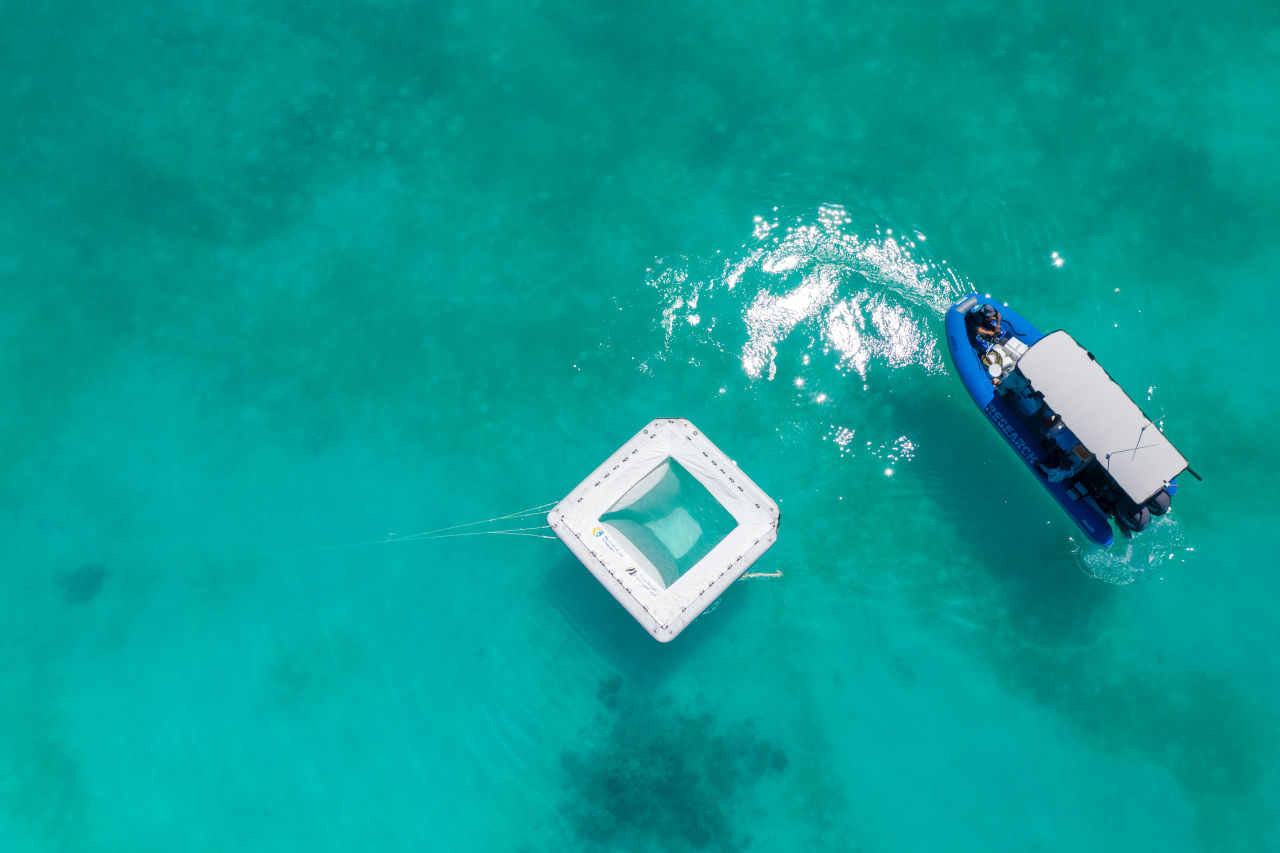 Coral IVF is one of the solutions being investigated to help our Reef resist, adapt and recover from the impacts of climate change. Credit: SCU 