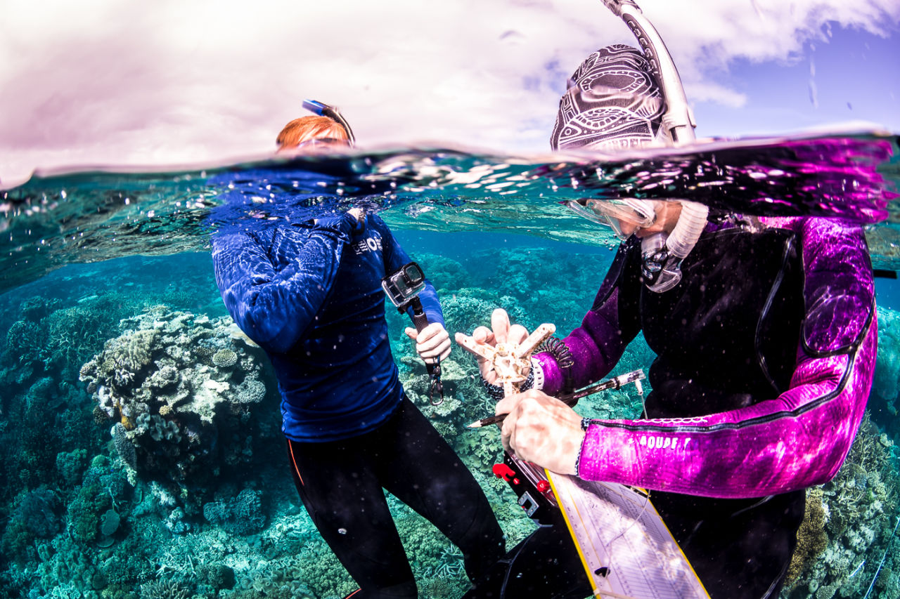 A coral cradle deployed underwater for Reef restoration