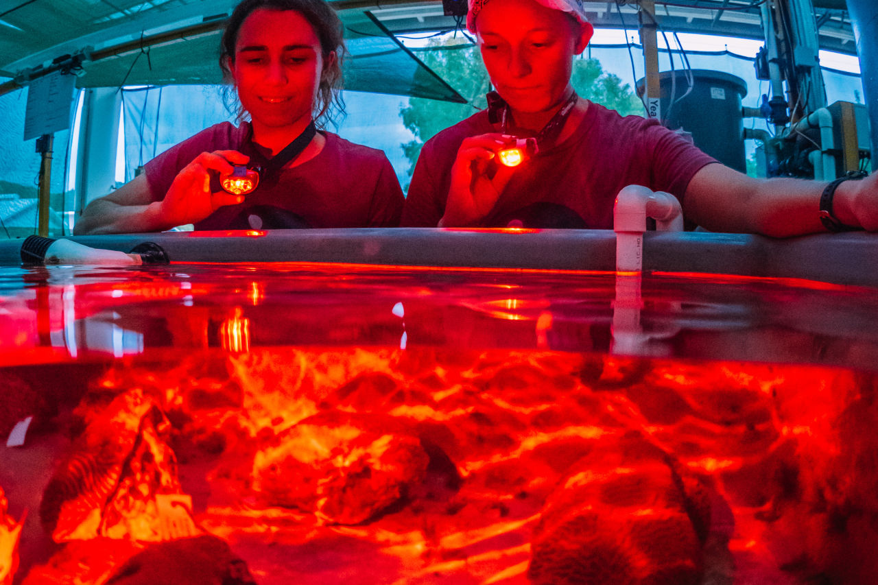 Coral Spawning November 2021 at AIMS National Sea Simulator including egg and spawn collection and propagation, settlement, cryopreservation.