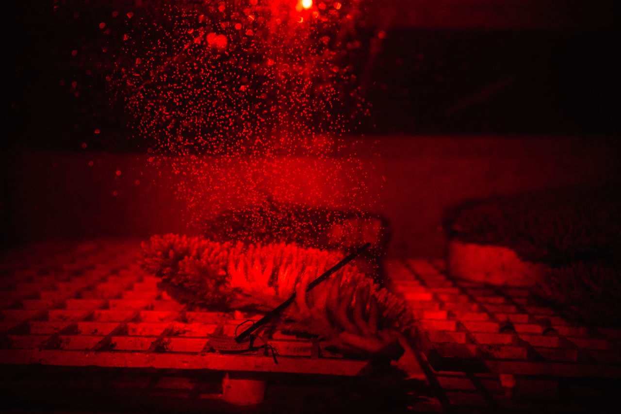 Coral Spawning at Australian Institute of Marine Science (AIMS) National Sea Simulator. Credit: SkyReef Photos and AIMS.