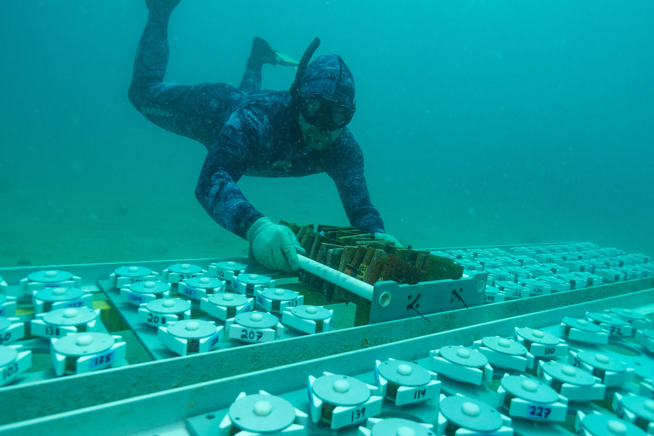 Coral collection. Credit Ian McLeod, Australian institute of Marine Science