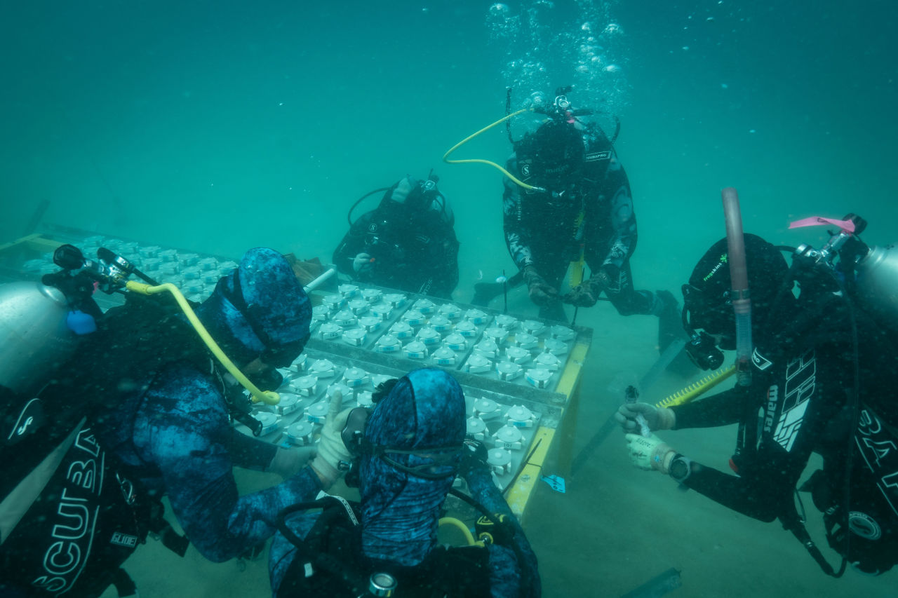 Settlement devices like these are used to help restore damaged coral reefs. Credit: Credit Ian McLeod, AIMS