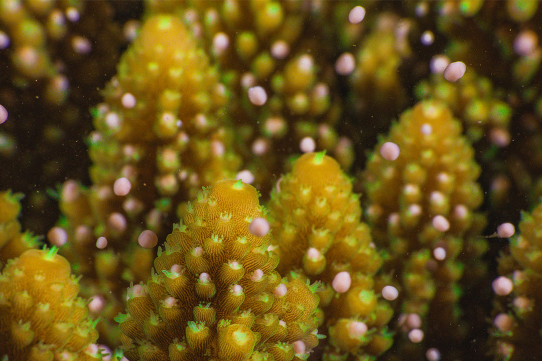 Reproductive bundles leaving the coral polyps and floating to the surface.