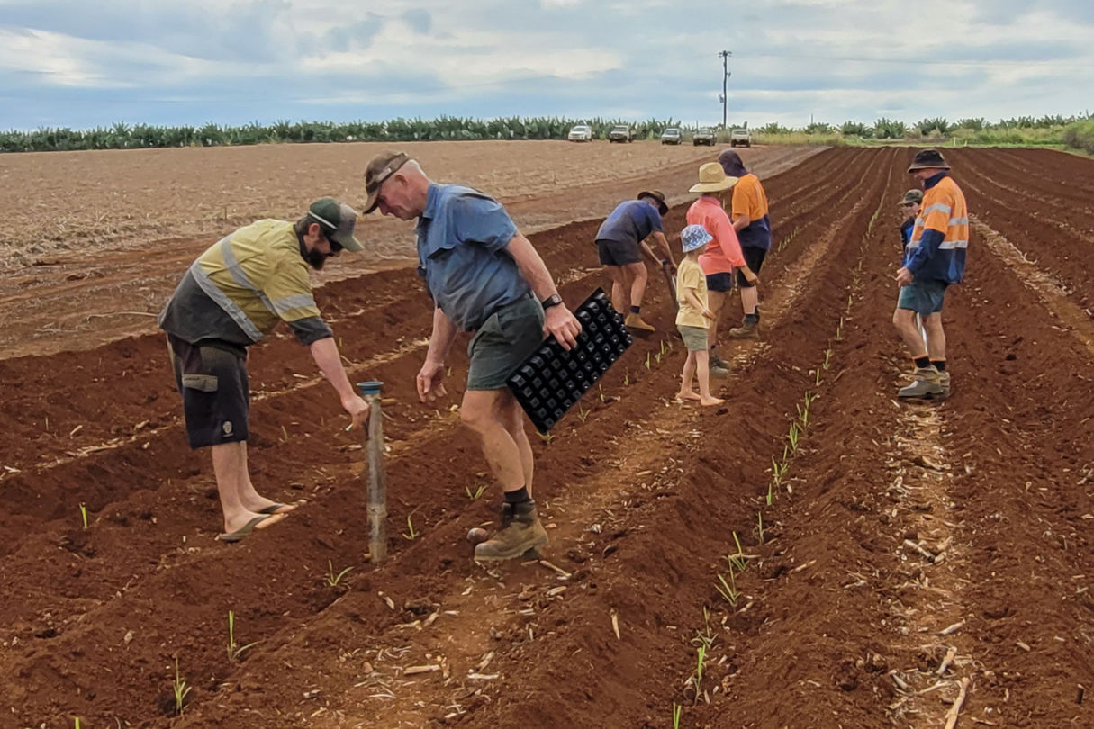 Farmers band together to plant tissue culture with manual planters. Credit: Cassowary Coast Reef Smart Farming