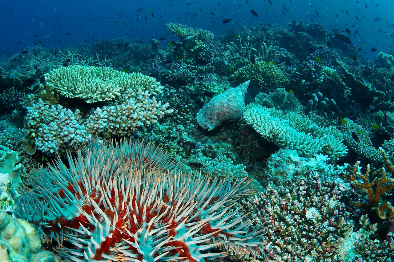 Crown-of-thorns starfish. Credit: Rick Abom/RRRC