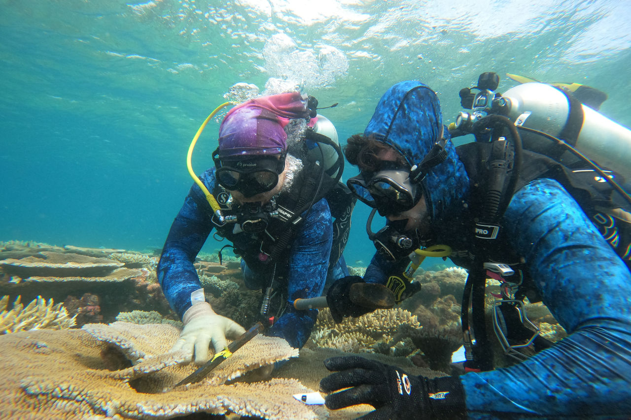 Researchers harvesting coral fragments for heat stress tests. Credit: Ian McLeod, AIMS