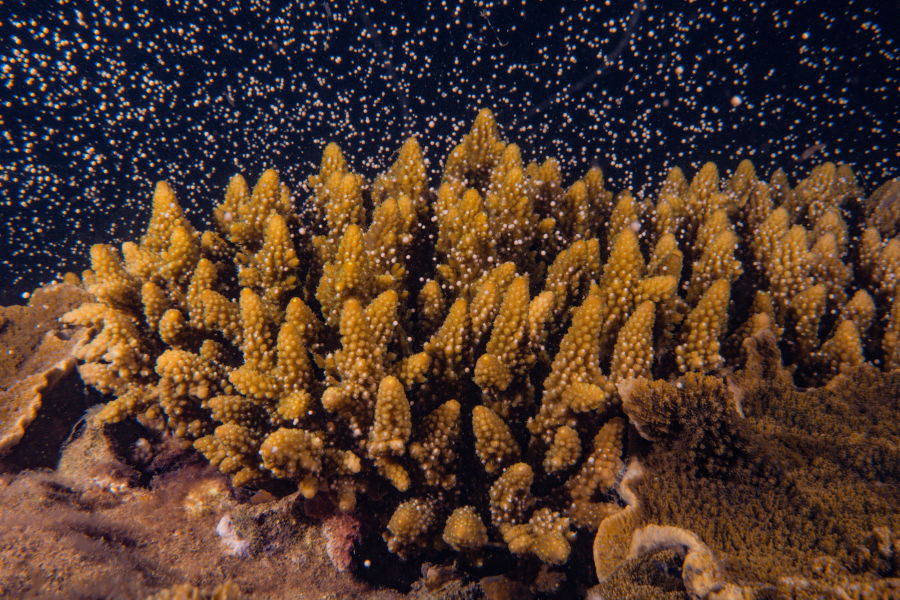 Corals synchronise the release of reproductive bundles into the water to produce millions of baby corals.