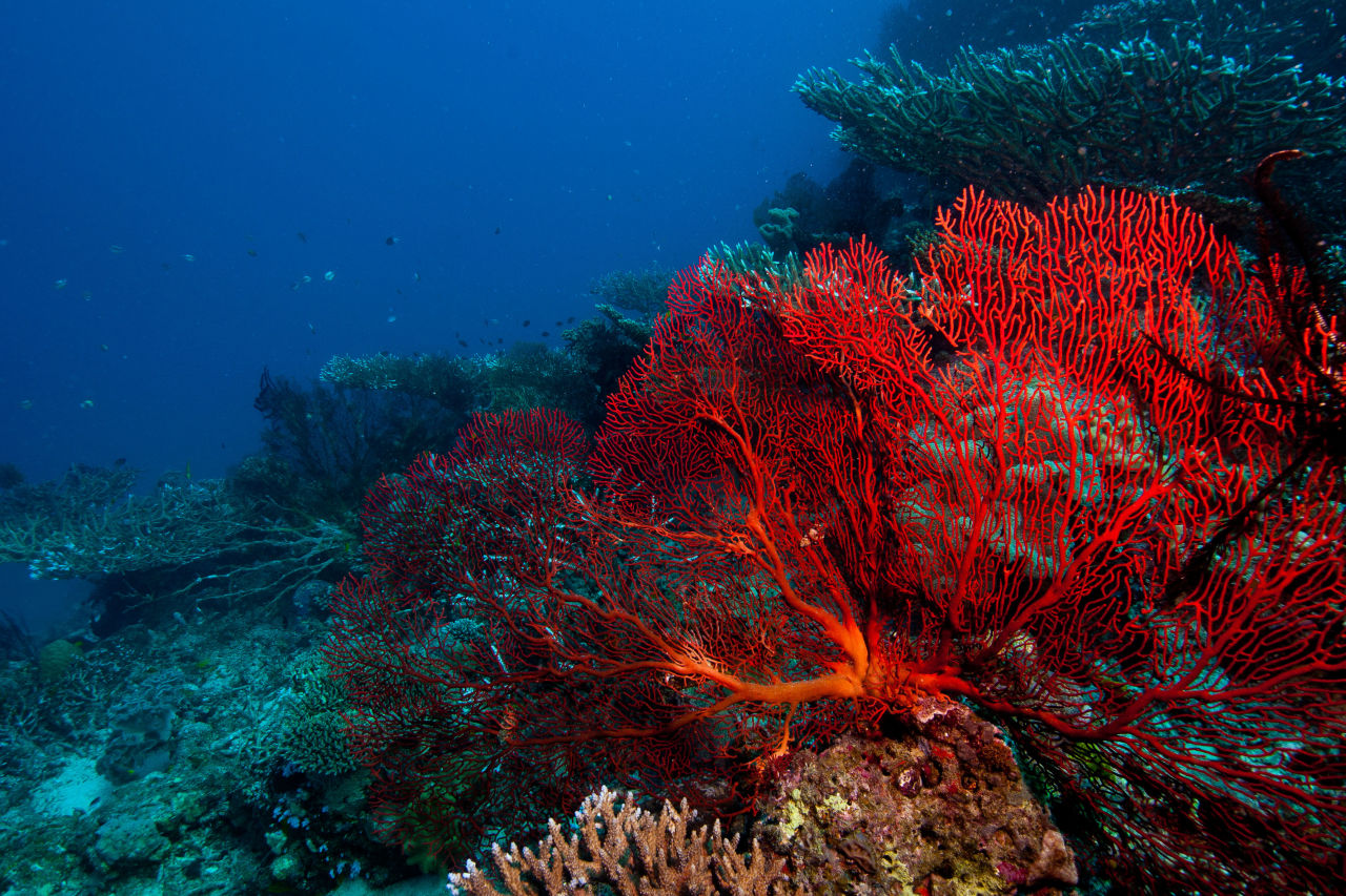 What is coral? - Great Barrier Reef Foundation