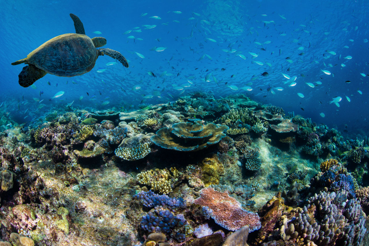 Turtle and coral reef hero shot