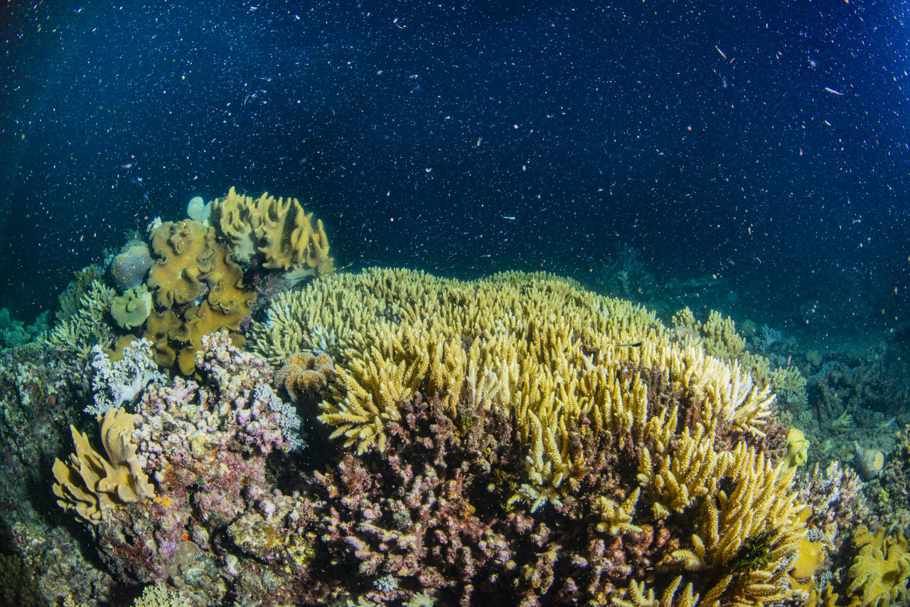 What is coral? - Great Barrier Reef Foundation