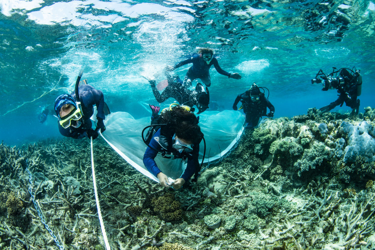 Researchers deploying Coral IVF babies. Credit: Gary Cranitch, Queensland Museum