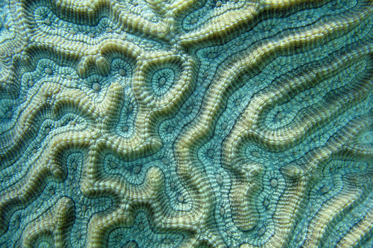 A coral's internal skeleton has a unique microbial landscape. Credit: Andy Lewis  