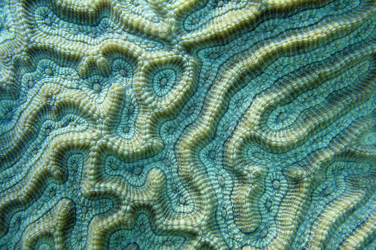 A coral’s internal skeleton has a unique microbial landscape. Credit: Andy Lewis