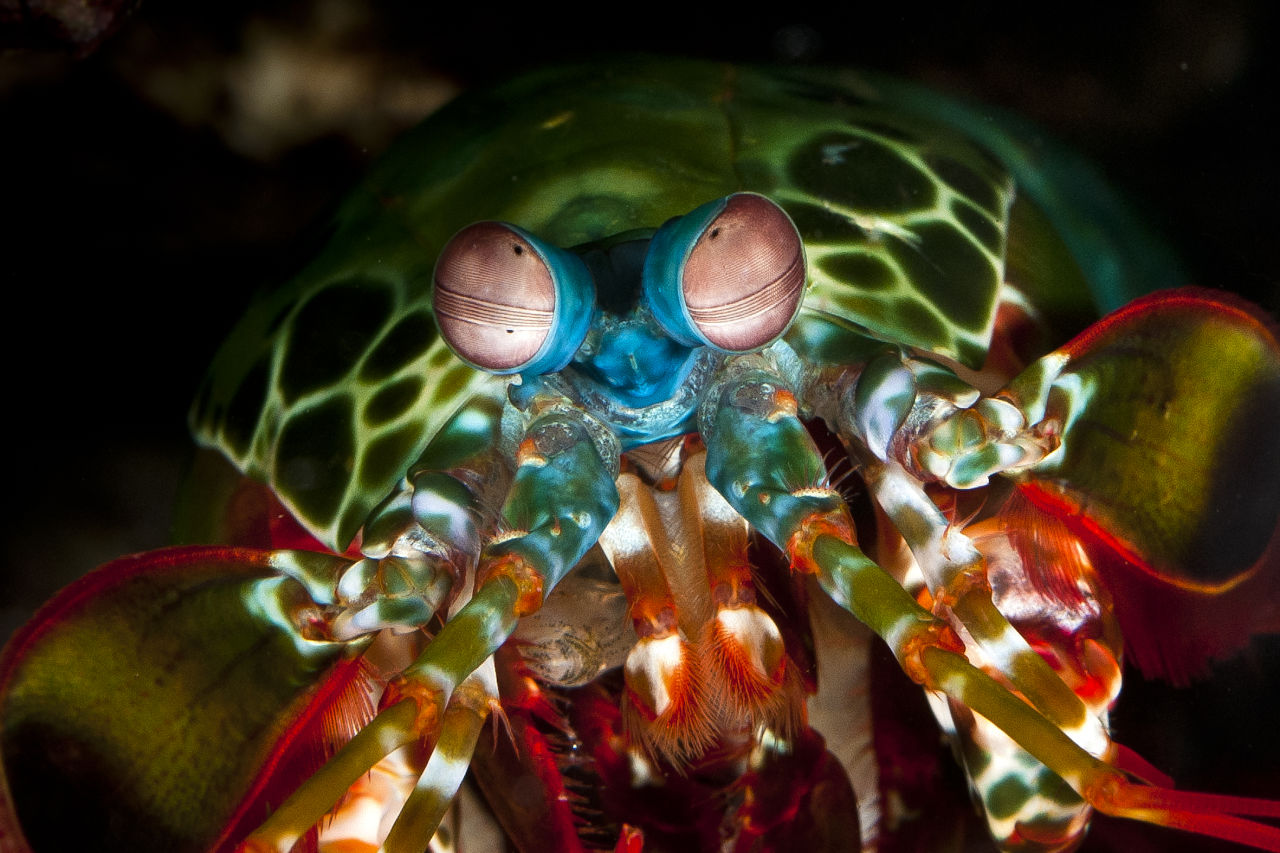 A close-up of a colourful mantis shrimp. Credit: Gary Cranitch, Queensland Museum