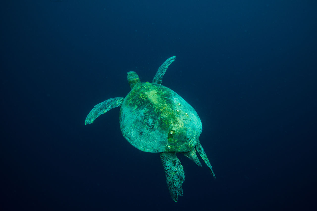 The tiny creatures that hitchhike on the backs of larger marine reptiles and mammals are known as epibonts. Credit: Gary Cranitch