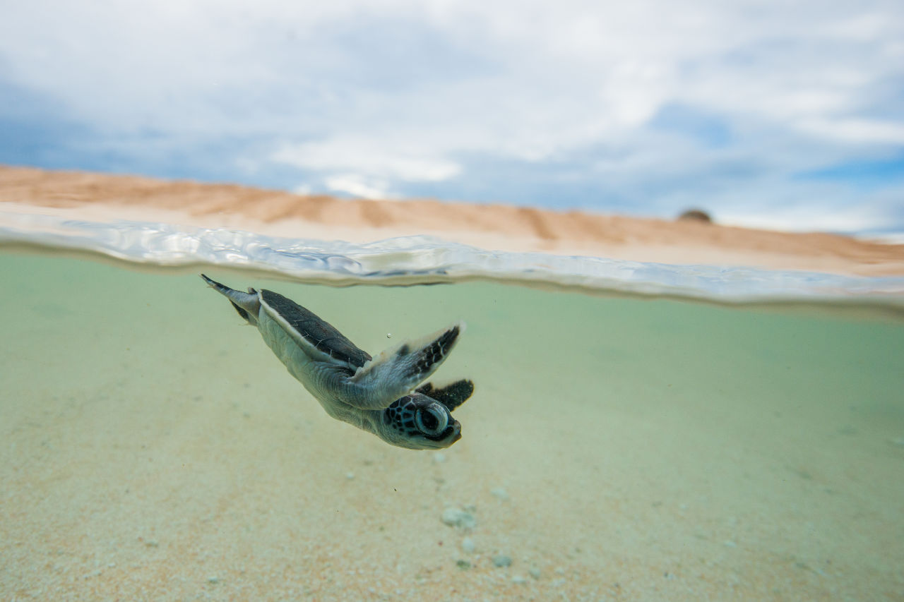 He is one of very few people to have spent time on Raine Island, the largest remaining turtle rookery in the world. Credit: Gary Cranitch, Queensland Museum