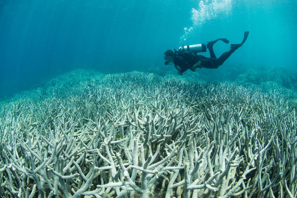 Bleached corals on the Great Barrier Reef. Credit: The Ocean Agency 