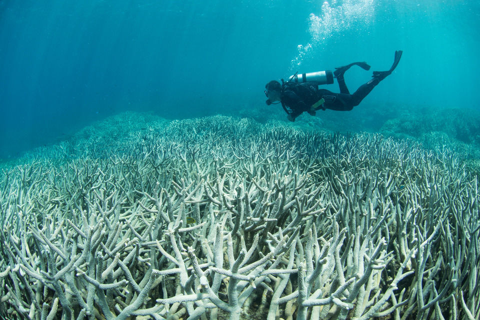 Bleached corals on the Great Barrier Reef. Credit: The Ocean Agency