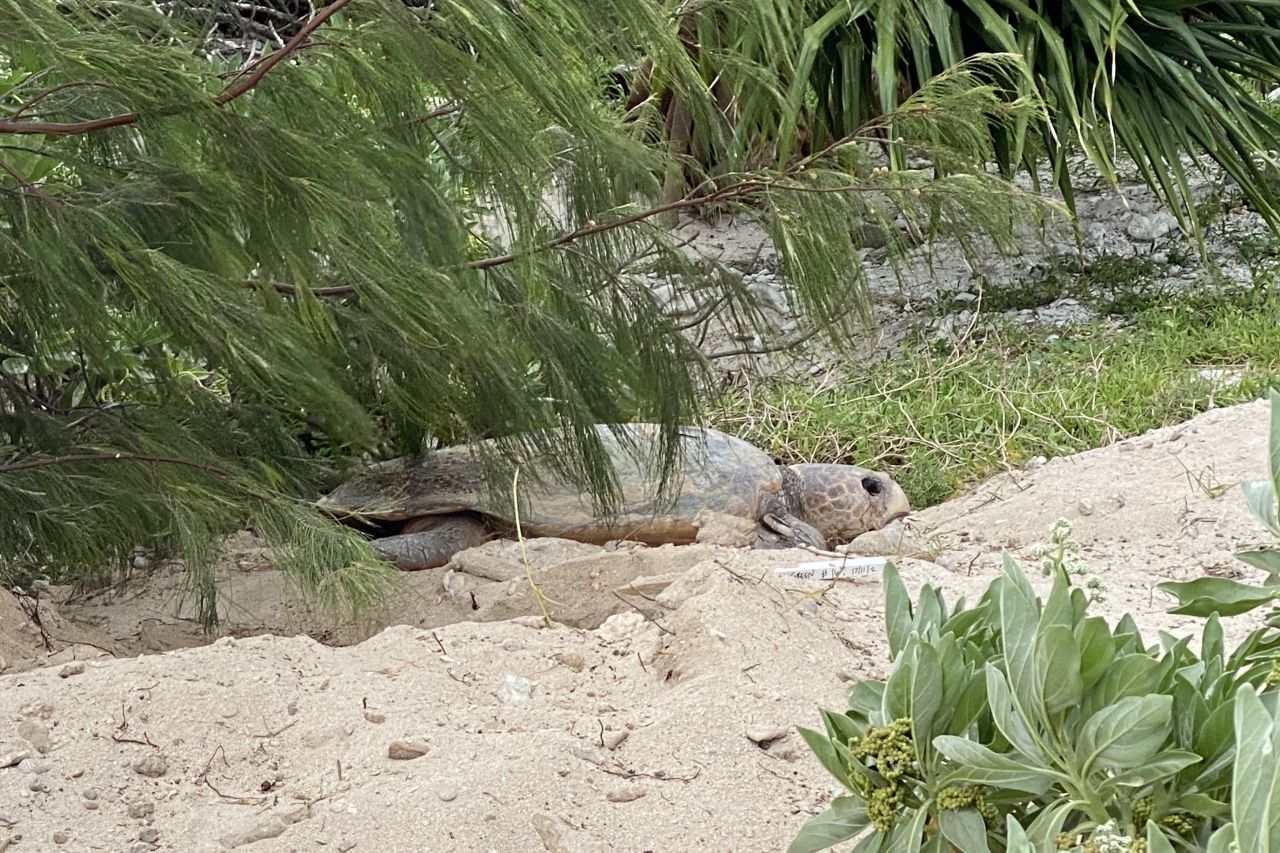 Green and loggerhead turtles like this one lay their eggs on Lady Elliot Island. 