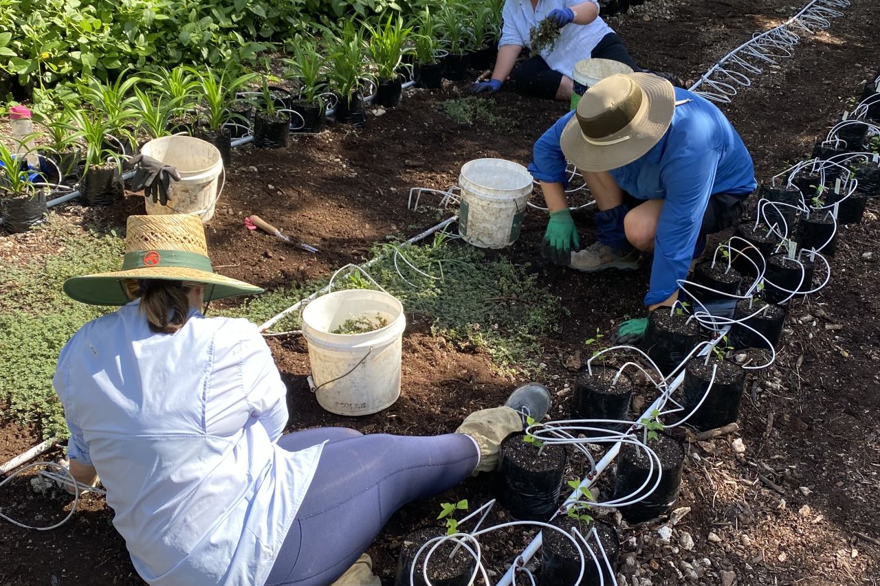 Volunteers assisting with the revegetation of Lady Elliot Island.