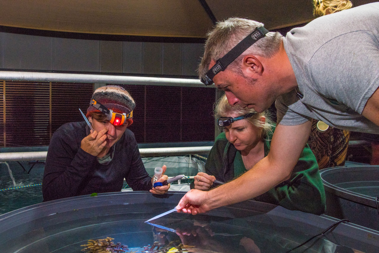 Researchers pipetting coral eggs and sperm to be used for cryopreservation. Credit: Taronga