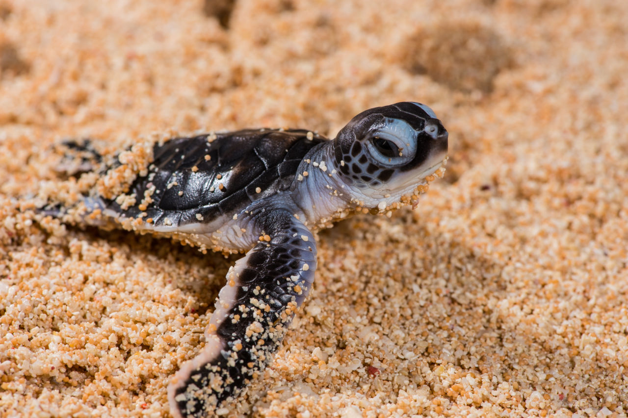 A green turtle hatchling at just a few hours old. Just 1 in 1000 of this green turtle’s clutch siblings will make it to adulthood. Credit: Gary Cranitch 