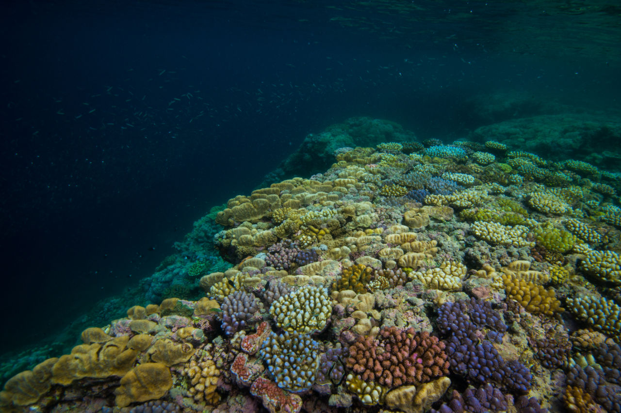 A healthy, well-balanced coral microbiome community creates a healthy reef community Credit: Gary Cranitch, Queensland Museum     