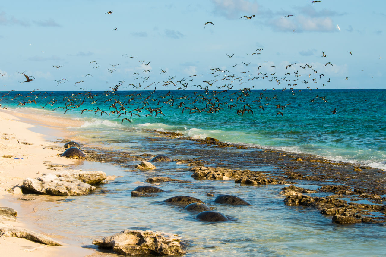 Nowhere on Earth do more green turtles come to nest than Raine Island.