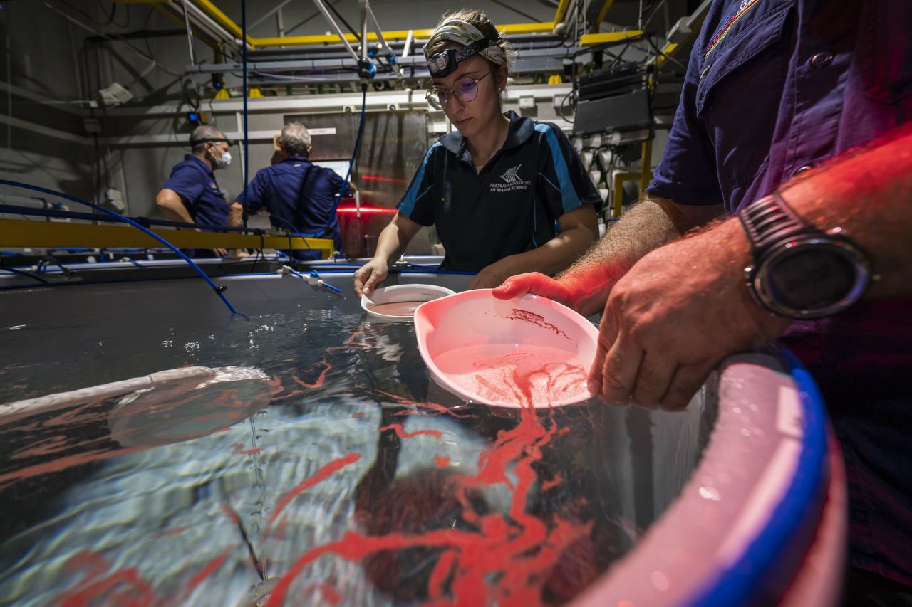 Researchers at the Australian Institute of Marine Science collecting and fertilising spawn, from corals in aquaculture. Credit Dorian Tsai 