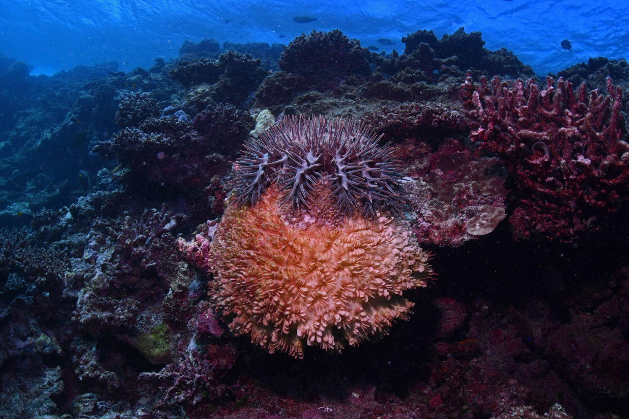 A combination of approaches - including controlling crown-of-thorns outbreaks - is likely to be most successful in building a more resilient Reef. Credit: Johnny Gaskell