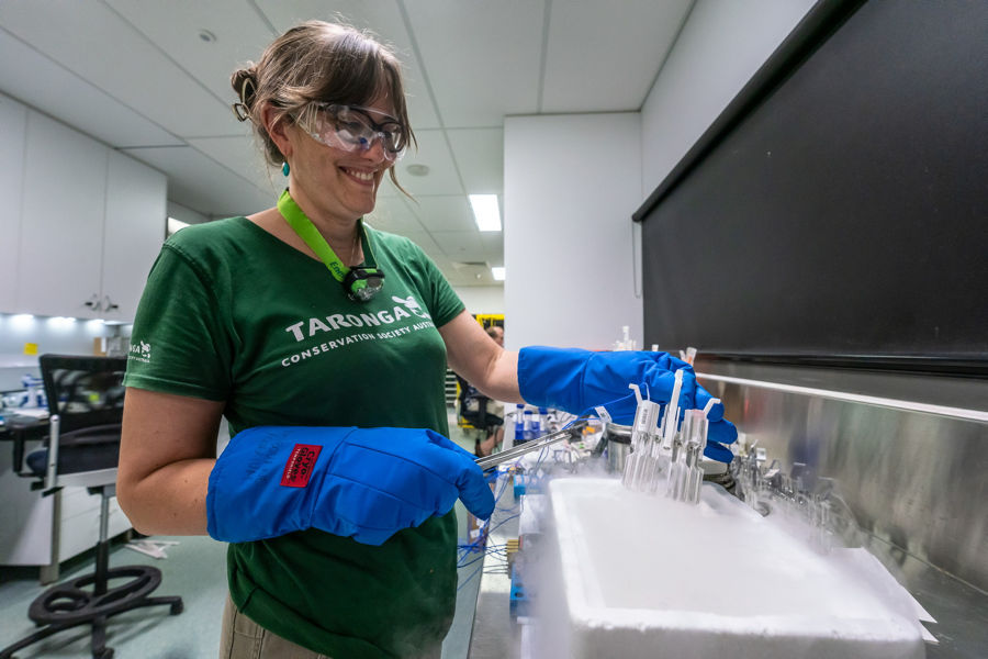 Cryobiologist Dr Rebecca Hobbs, Taronga Conservation Society, cryopreserving coral sperm and egg samples and placing in chambers of liquid nitrogen. Credit: Dorian Tsai 