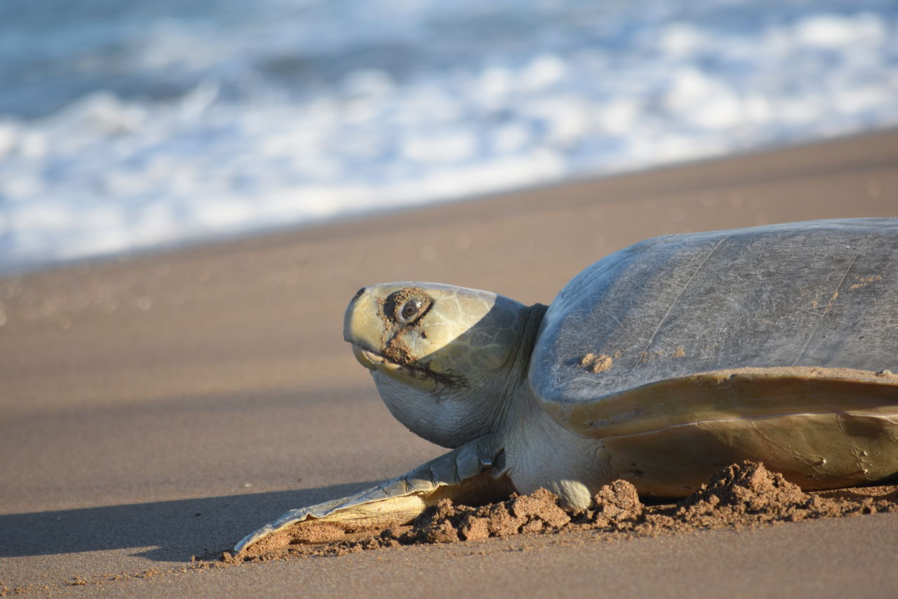A nesting flatback turtle returning to the sea at daybreak on Avoid Island