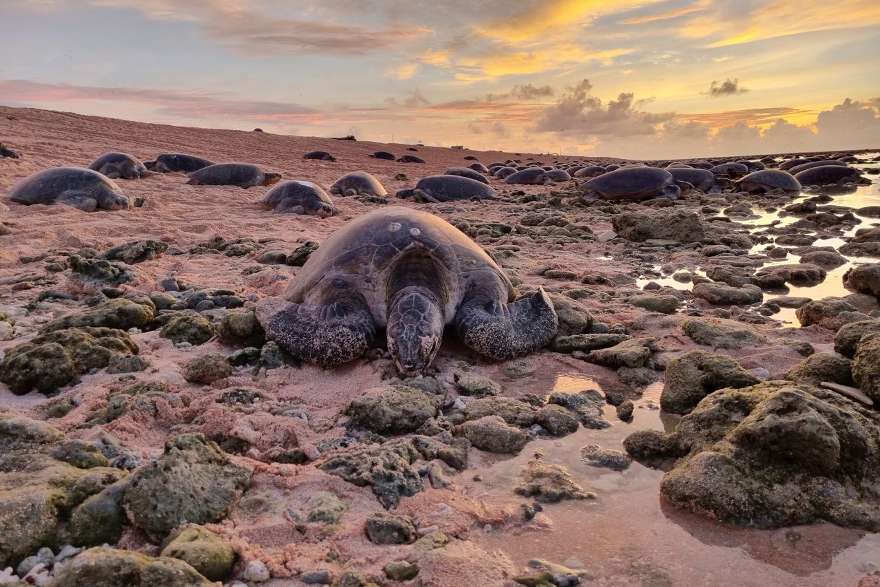 Female turtles on the sand at Raine Island during nesting season. Research trip December 2021.