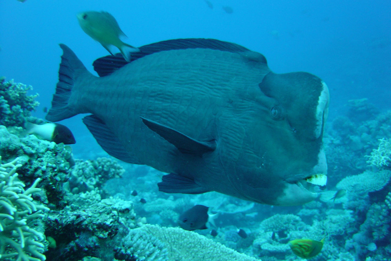 GBRMPA Photographer: R Aiello