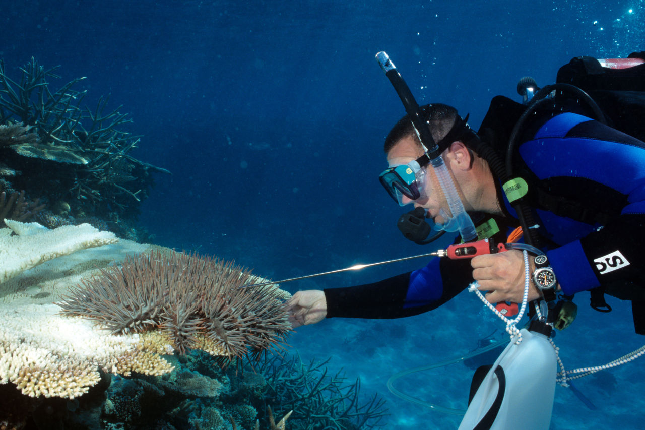 Trained divers carefully cull the starfish without harming other marine life. Credit: GBRMPA