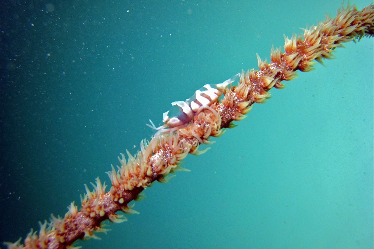 Whip coral shrimp. Credit: C. Jones, GBRMPA