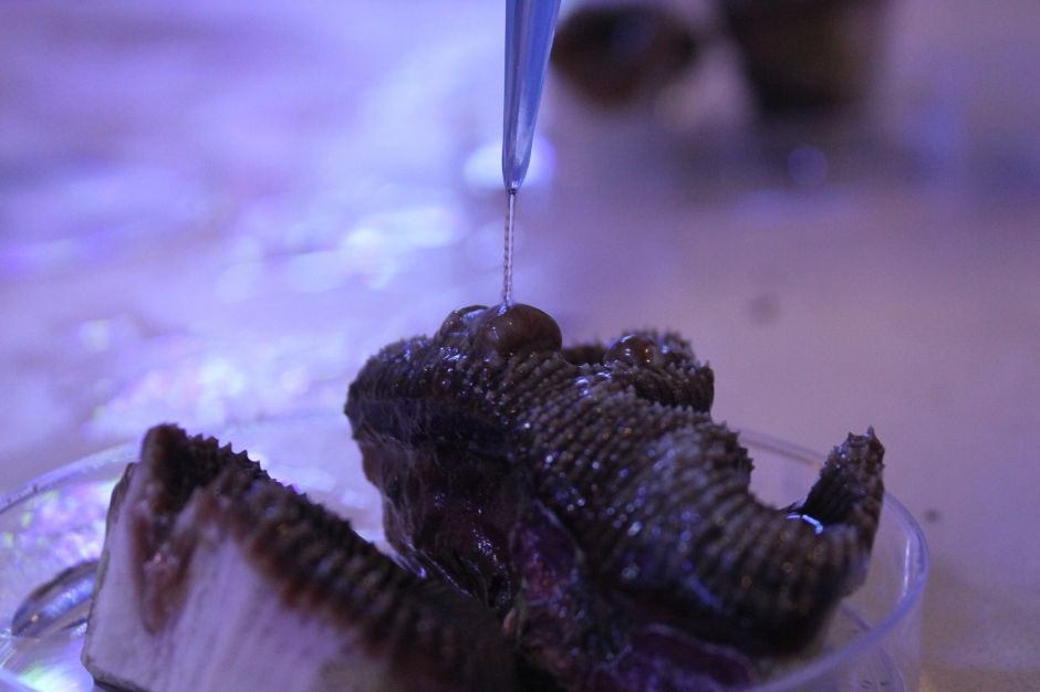 Probiotics being delivered to a coral, as part of pioneering research into their use and application 