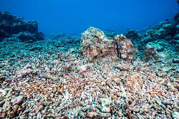 Coral rubble field Credit: Peter Mumby