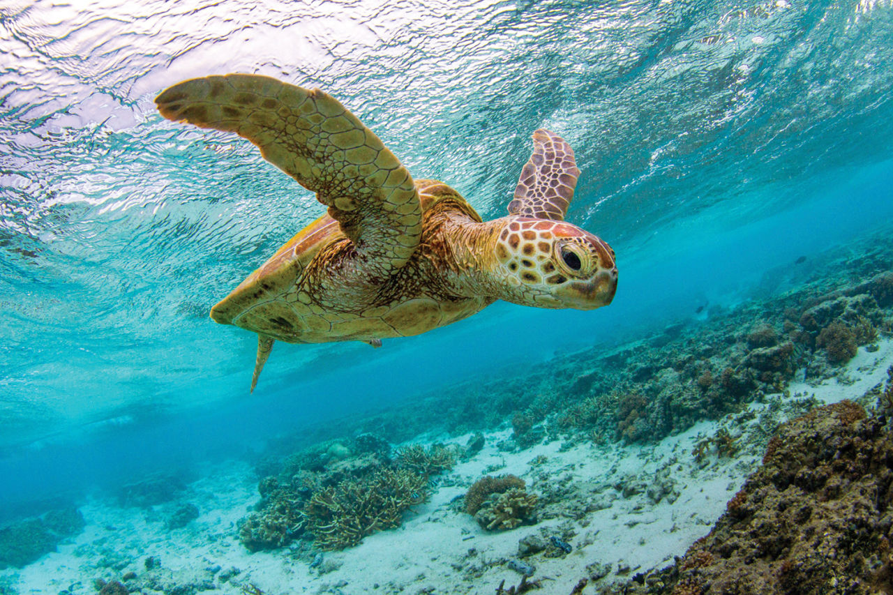 Help us protect our Reef and the wildlife that depend on it. Credit: Josh Somerville.