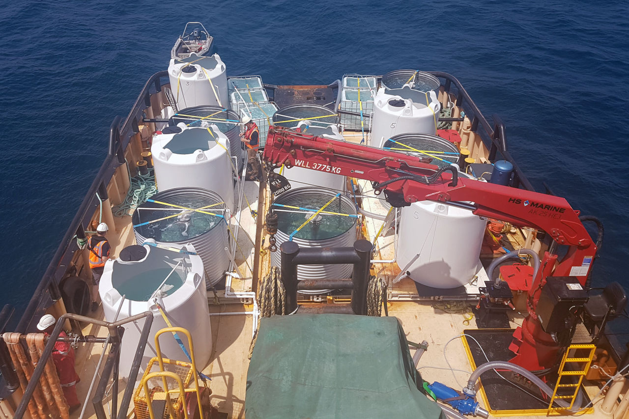 Vessel With Larval Rearing Tanks Used for Scaling Up Coral Spawn Capture, Culturing and Deployment Techniques. Credit: Remment Ter Hofstede