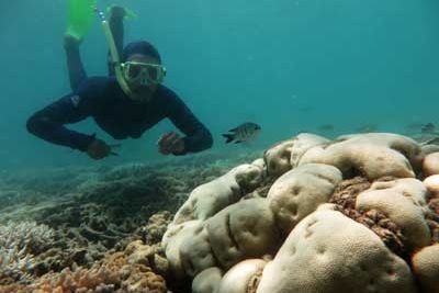 Snorkel surveyor in the Whitsundays. Credit: Reef Check Australia